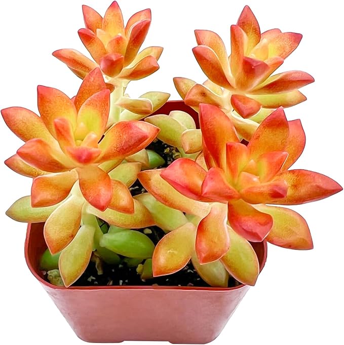 2" Live Succulent 'Sedum adolphii Shooting Stars', Rare Succulent Plants Fully Rooted in Pots, Unique House Plant for DIY, Party Favor, Home Office Decoration