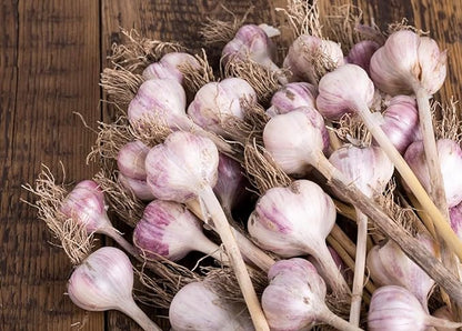 5 Pack of Fresh Purple Garlic Bulb - Great for Planting and Growing OR Eating by Greenhouse PCA