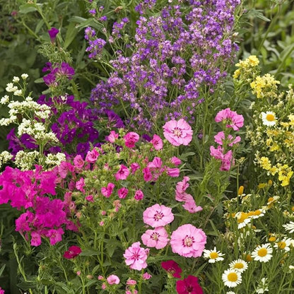 Ferry-Morse Bumblebee Buffet Mix Bulk Flower Seeds, 1lb