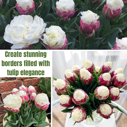 10 Tulip Bulbs for Fall Planting Bulk, Tulip Bulb, Perennial Flower Bulbs for Garden Growing, Tulip Bulbs Bulk (Ice Cream)