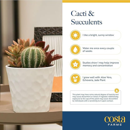 Costa Farms Succulent Plant, Live Indoor Plant Mini Succulent in Cute Decor Plant Pot, Potting Soil Mix, Grower's Choice, Room Decor, Housewarming Gift, 2-Inches Tall