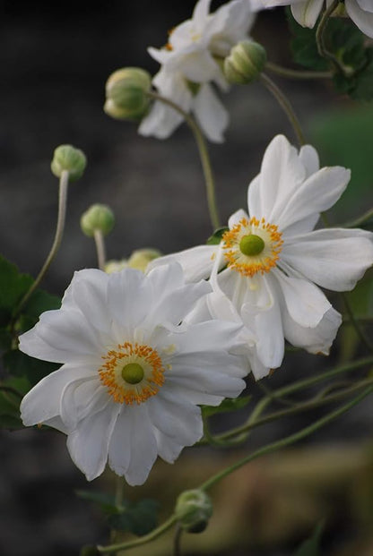 Perennial Farm Anemone x Hybrida 'Whirlwind' – Live Windflower in #1 Container, Semi-Double White Blooms, Long Blooming, Deer Resistant, Great for Borders, Shade Gardens & Pollinator Habitats