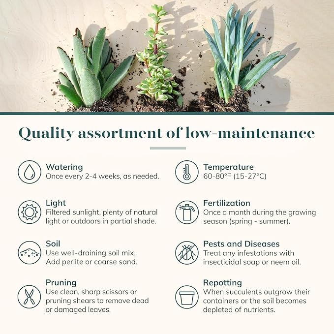 Shop Succulents Endless Summer Succulent Pack Collection - Live Mini Succulent Plants, Low Maintenance, Colors & Textures - Wedding and Party Favors, Gift & Garden, Pack of 4