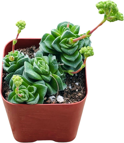 Succulents Plants Live 2inch Live Mini Succulent Plants, Easy Care House Plants Rooted in Succulent Soil Mix, by The Succulent Cult (Crassula Susannae *Rare*, 2 Inch)