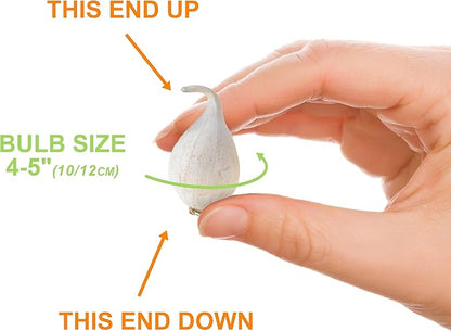 Garden State Bulb Wild About Mixed Allium Flower Bulbs, 10/12cm, Fall Planting (Bag of 50)