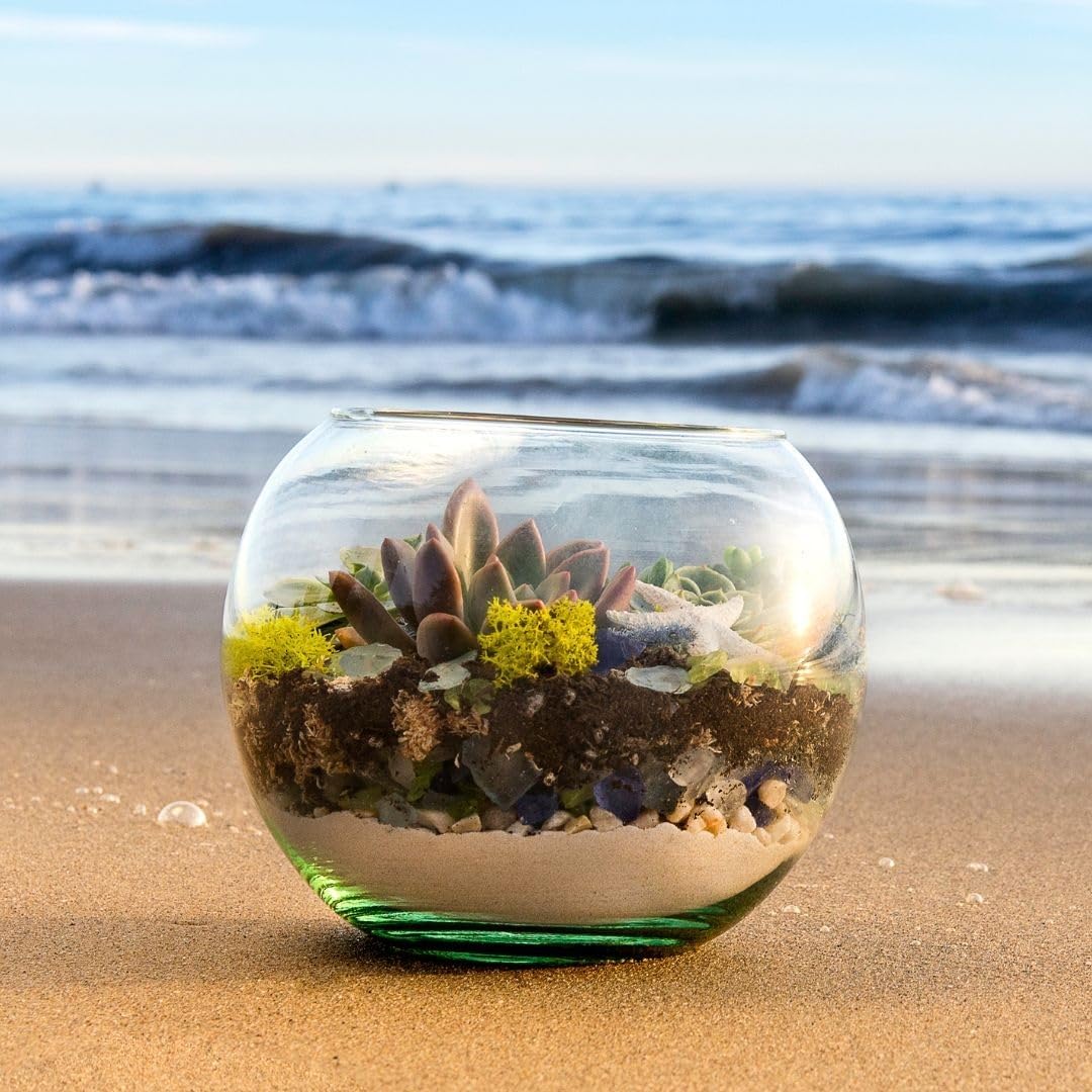 SuperMoss (90420) Beach Terrarium DIY Kit – Create Stunning Nature-Inspired Mini Gardens – Perfect for Home Decor, Office Gifts, and Plant Lovers, Appx 8 Oz