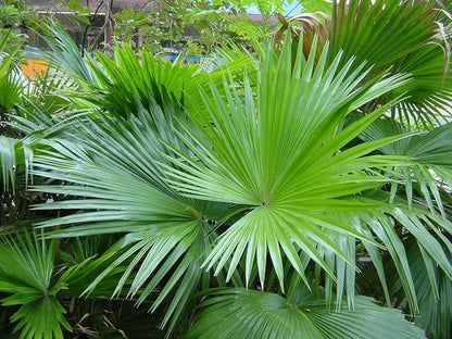 Palm Livistona Seeds – Perennial Fan Palm (Livistona spp.) | Drought-Tolerant, Elegant Ornamental Tree for Landscapes & Containers
