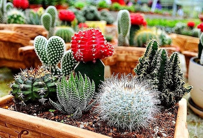 Cactus Seed Mix 50+ Assorted Cacti Seeds for Planting Indoors and Outdoors Different Varieties