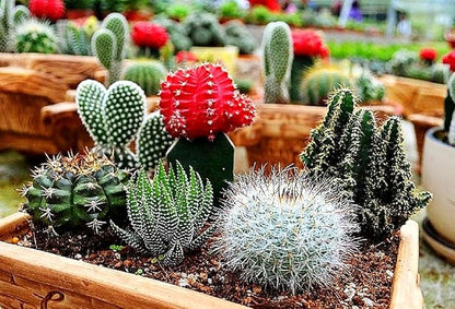 Cactus Seed Mix 50+ Assorted Cacti Seeds for Planting Indoors and Outdoors Different Varieties