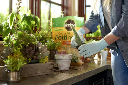 Miracle-Gro Cactus, Palm & Citrus Potting Mix and Succulent Plant Food - Bundle of Potting Soil (8 qt.) and Liquid Plant Food (8 oz.) for Growing and Fertilizing Indoor Succulents
