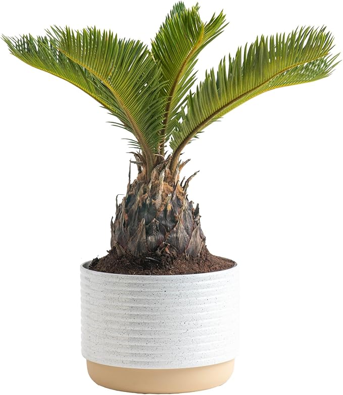 Costa Farms Live Sago Palm, Easy to Grow Live Indoor Plant, Houseplant in Plant Pot, Home and Room Decor, 1 Foot Tall
