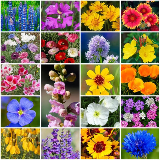 Park Seed Grow Your Own Vibrant Annual and Perennial Wildflower Garden Seeds Mixture, Easy to Grow Varieties for Pollinators and Spring Gardens - Western Regional Mix, 1/4 lb
