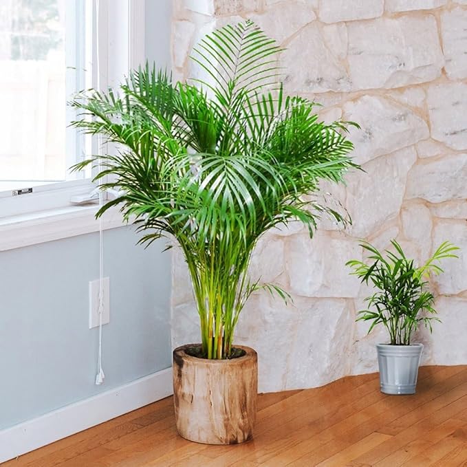 Seeds Parlor Palm (Chamaedorea elegans) Perennial Tree