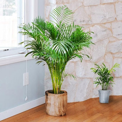 Seeds Parlor Palm (Chamaedorea elegans) Perennial Tree