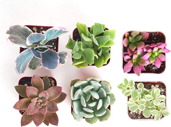Shop Succulents Assorted Succulent Plant Pack Collection - Live Mini Succulent Plants, Low Maintenance, Mixture of Colors & Textures - Wedding and Party Favors, Gift & Garden, Pack of 6