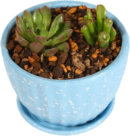 Succulent Cactus Aloe Vera Organic Potting Soil Mix (6 L) - Highly draining granular Soil,peat-Free (Made in Japan)