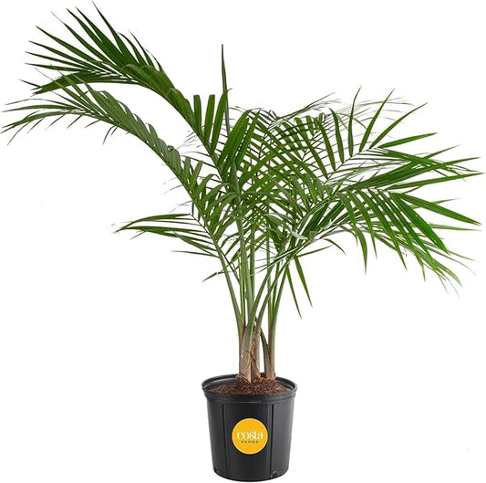 Costa Farms Majesty Palm Live Plant, Indoor or Outdoor Palm Tree in 10-Inch Houseplant Pot, Patio, Balcony, Office & Room Decor, 3-4 Feet Tall
