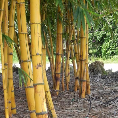 Bambusa Vulgaris Vittata | Live Plant | Golden Hawaiian Bamboo | Beautiful Rare Unique Specimen | Non-Invasive Clumping Bamboo Privacy Screen