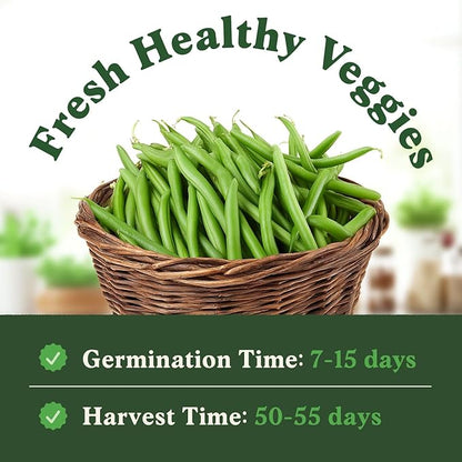 Seedboy Organic Green Bean Seeds for Planting Indoor and Outdoor, Non-GMO and USDA Certified Vegetable Seed Packet for Hydroponic Garden Indoor or Planting Outdoors (Provider Green Beans)