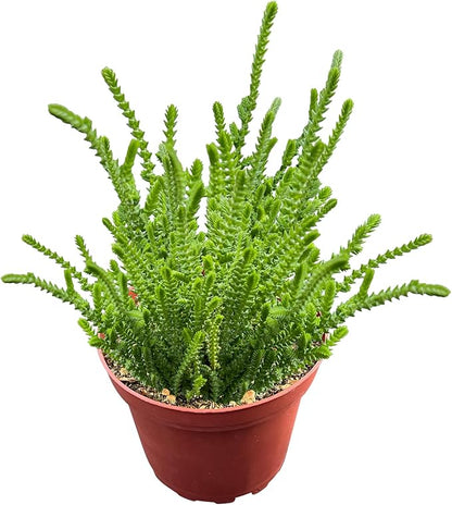 Sprout N Green Watch Chain, Rare Live Crassula muscosa Succulent Plant Fully Rooted in 4" Planter with Soil, Home Office Indoor Outdoor Wedding Decoration DIY Projects Party Favor