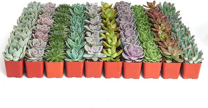 Shop Succulents Rosette Succulent Plant Pack Bulk Collection - Live Mini Succulent Plants, Low Maintenance, Floral Shaped Mix of Colors & Textures - Wedding and Party Favors, Gift & Garden, Pack of 40
