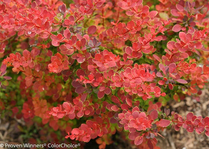 SUNJOY® Tangelo™ Berberis thunbergii- Proven Winners - 4" Pot