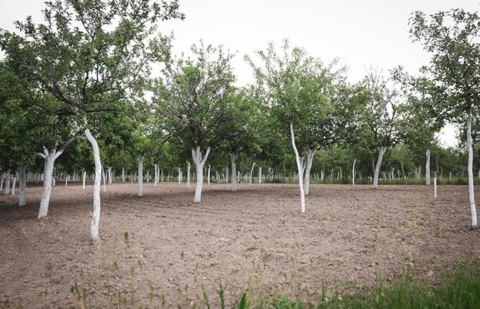 IV Organic 3-in-1 Plant Guard, Gallon (Green)