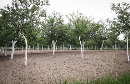 IV Organic 3-in-1 Plant Guard, Gallon (Green)