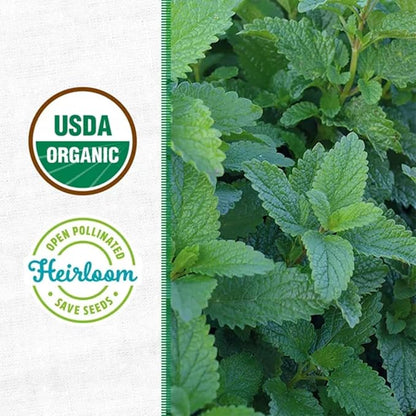 Wellness Grow Kit: Lemon Balm