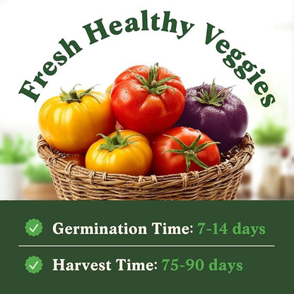 Seedboy Organic Rainbow Beefsteak Tomato Seeds for Planting Indoor and Outdoor, Non-GMO and USDA Certified Vegetable Seed Packet for Hydroponic Garden Indoor or Planting Outdoors (Beefsteak Tomato)