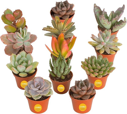 Costa Farms Live Succulent Plants (12-Pack), Mini Succulent Assortment Potted in Nursery Plant Pots, Grower's Choice Indoor Houseplants, Bulk Gift for Baby Shower, Wedding, Party, 2-Inches Tall