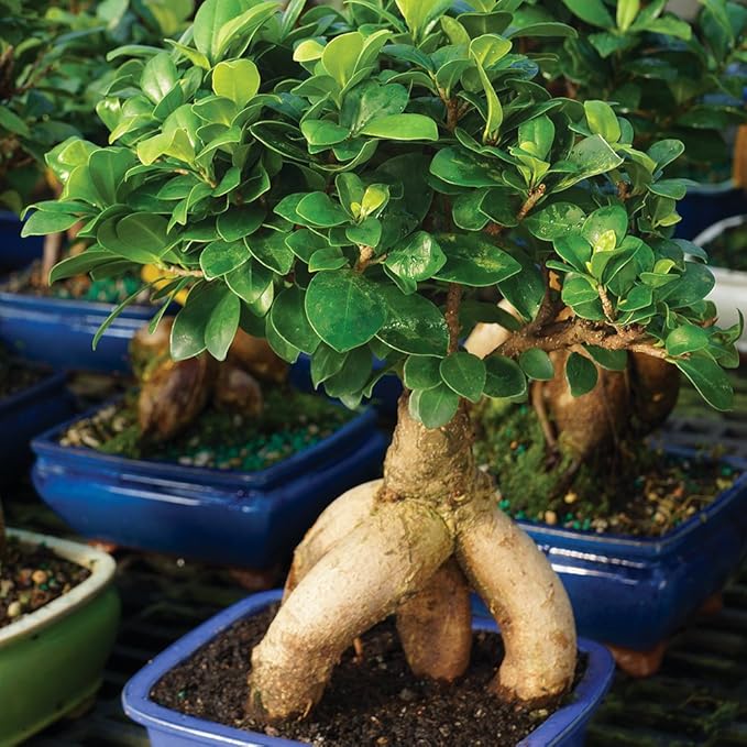 Brussel's Bonsai Live Ginseng Grafted Ficus Indoor Bonsai Tree - Medium, 6 Year, 8 to 12 In - Live Bonsai Tree in Ceramic Bonsai Pot and Humidity Tray