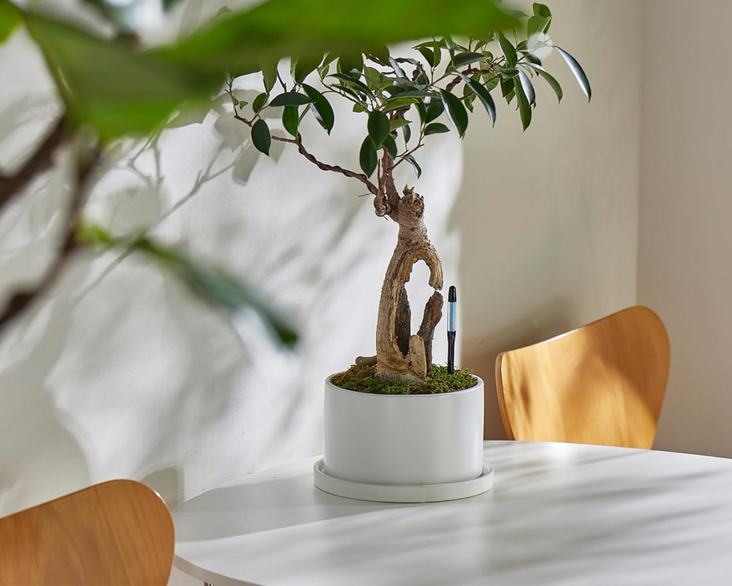 Sustee Aquameter - Medium - Black - Bundle of 2 - Leave-in Soil Moisture Meter for Potted Plants - Plant Water Sensor - Refillable