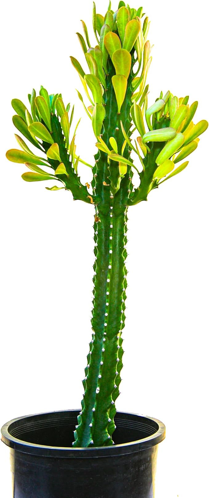 Cactus Outlet - Cactus Plants Live, Euphorbia Royaleana Live Cactus 18”-24" - Rare Large Live Cactus - Landscape Ready Large Cactus Plant Live Delivered Right to Your Door