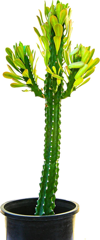 Cactus Outlet - Cactus Plants Live, Euphorbia Royaleana Live Cactus 18”-24" - Rare Large Live Cactus - Landscape Ready Large Cactus Plant Live Delivered Right to Your Door