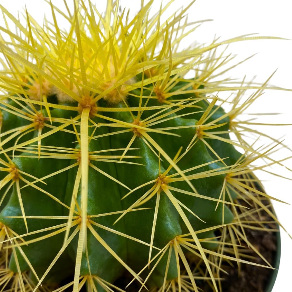 BubbleBlooms Golden Barrel Cactus in a 6 inch Pot Echinocactus Grusonii, Gold Ball Cacti