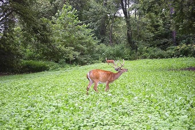Pure Whitetail Clover/Chicory | Select Seed Blends | All Season Whitetail Deer & Turkey Perennial Food Plot Seed | Drought Resistant | Easiest Turkey & Deer Feeders | Plants 1 Acre | 5 lb Bag