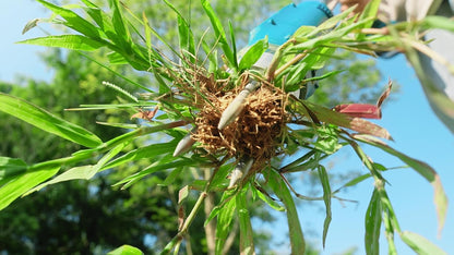 SEESII Next-Gen Electric Stand Up Weed Puller Tool with 20000RPM High-Torque Motor, Battery Powered Garden Weeder 3-Claw Steel Head for Smooth Weeding (Electric Weed Puller-Two Battery)