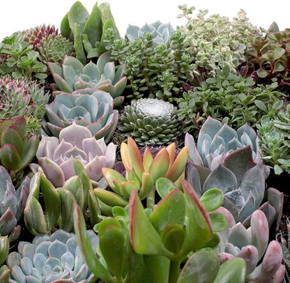 Mountain Crest Gardens Ultimate Succulent Variety Pack - 50 Unique Live Plants, Many Types, Rooted in 2 inch Pots - Indoor/Outdoor Real Succulents for Garden Decor, Favors, DIY Arrangements