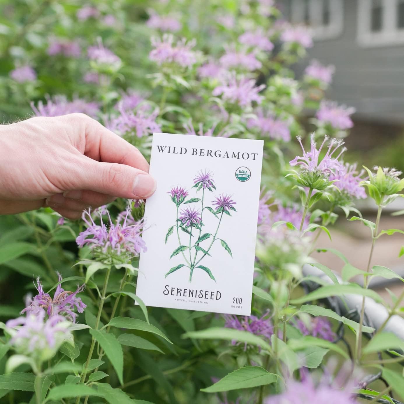 Sereniseed Certified Organic Herbal Tea Seed Collection (10-Pack) – 100% Non GMO, Open Pollinated – Grow Guide