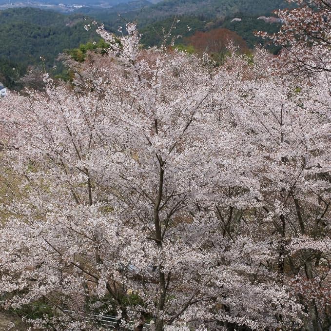 Live White Cherry Blossom Tree Plant, 8 to 12 Inch Tall Cherry Blossom Tree Live in Pot, Perennial Cherry Blossom Sapling, Cherry Blossom Tree Plant, Cherry Flower Tree Starter Plant