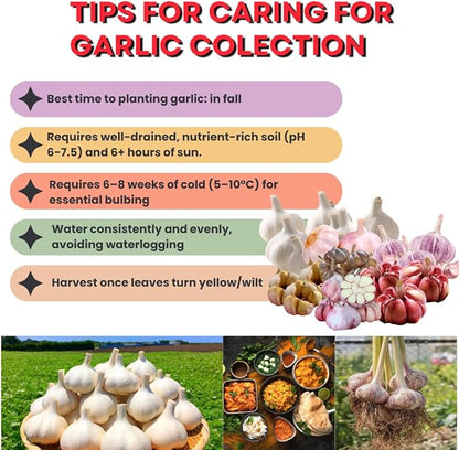 1 Pound Garlic for Planting in Fall Hardneck Softneck, 8-10 Top Size Garlic Bulbs for Planting, Fresh and High Yield Bulb Variety Pack, Hardy and Fast Growing (Random Mix)