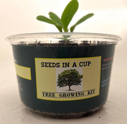 Tree Grow Kit | Easy to use | Educational | Memorial Gift | Plant It for The Planet | Grow Your Own Tree |Wide Selection to Choose from (Hibiscus)