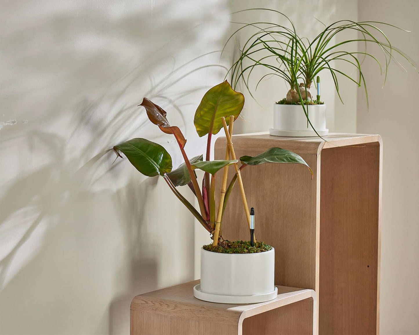 Sustee Aquameter - Small - Black - Bundle of 12 - Leave-in Soil Moisture Meter for Potted Plants - Plant Water Sensor - Refillable