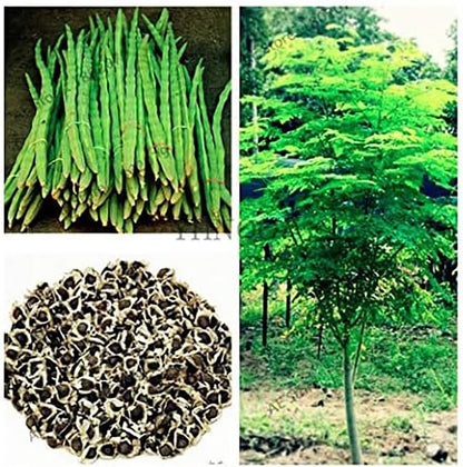 25 Seeds of The Tree of Life - The Moringa Tree - Superfood, Easy to Grow, Fast Growing Tree with Edible Leaves, Stems, Seeds - Marde Ross & Company…