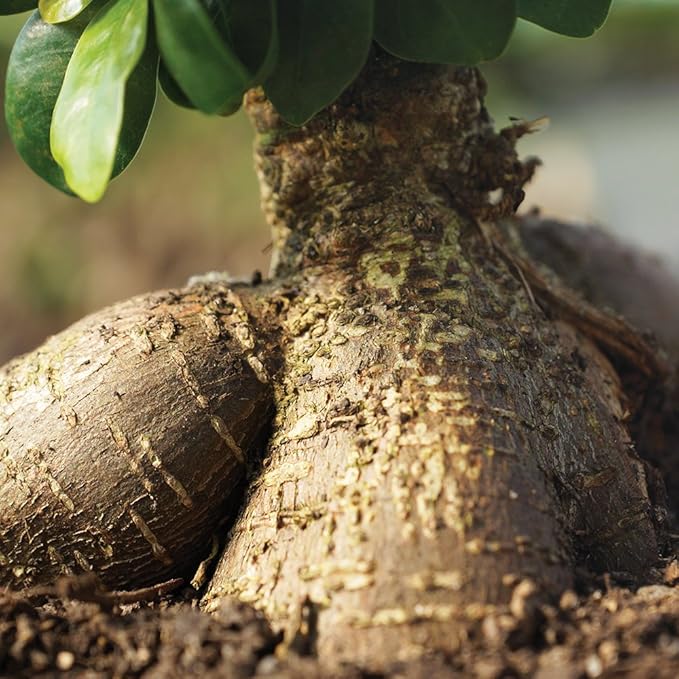 Brussel's Bonsai Live Ginseng Grafted Ficus Indoor Bonsai Tree - Small, 4 Years, 6 to 8 In - Live Bonsai Tree in Ceramic Bonsai Pot and Humidity Tray