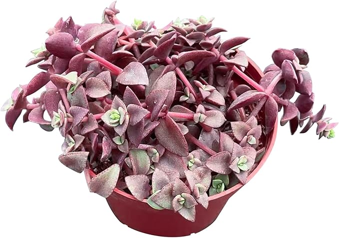 Sprout N Green Calico Kitten | Crassula Pellucida Variegata, 4in Live Succulent Fully Rooted with Soil Mix, Rare House Plant for Home Holiday Wedding Garden Decor, DIY Projects, Party Favor