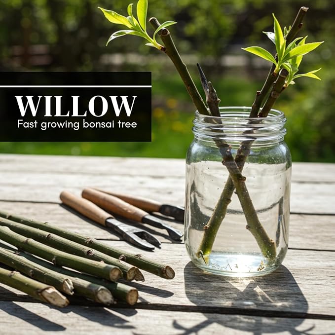 Eversong Weeping Willow Bonsai Tree Cutting to Grow - Thick Trunk Cutting, Fast Growing- Great Gift