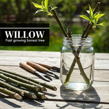 Eversong Weeping Willow Bonsai Tree Cutting to Grow - Thick Trunk Cutting, Fast Growing- Great Gift