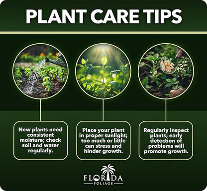 Carolina Sapphire | 1 Extra Large 3 Gallon Tree | Cupressus arizonica 'Carolina Sapphire' | Privacy Screen | Fast-Growing Evergreen Plants for Landscaping